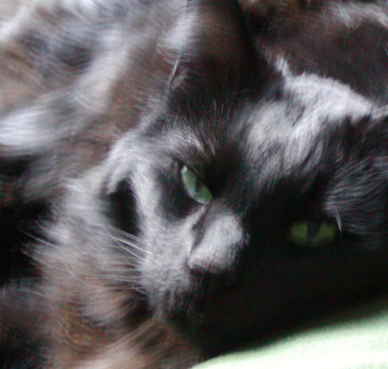 Photographing Black Cats